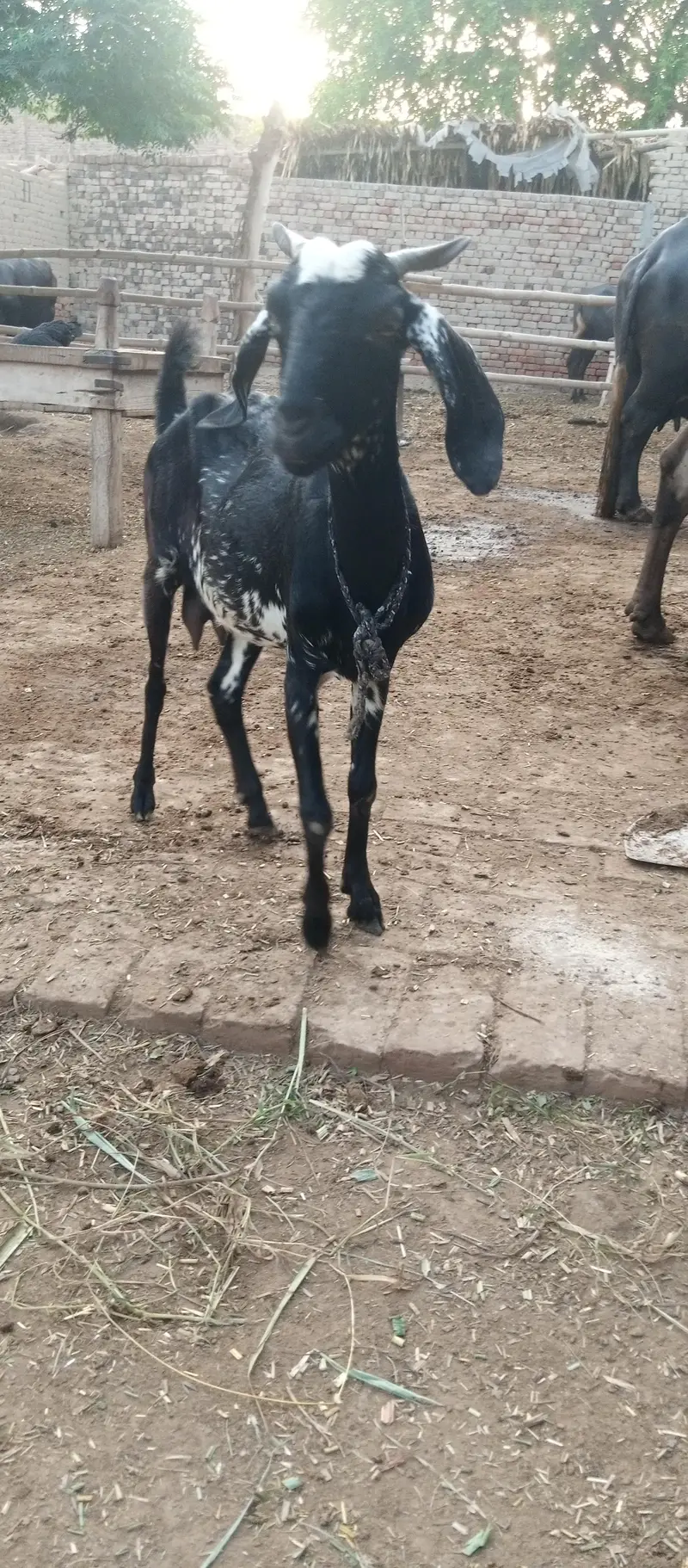 Dogli Bakri — photo 3