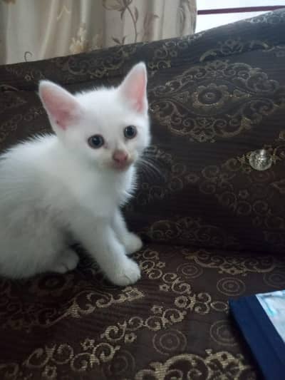 Persian double coated