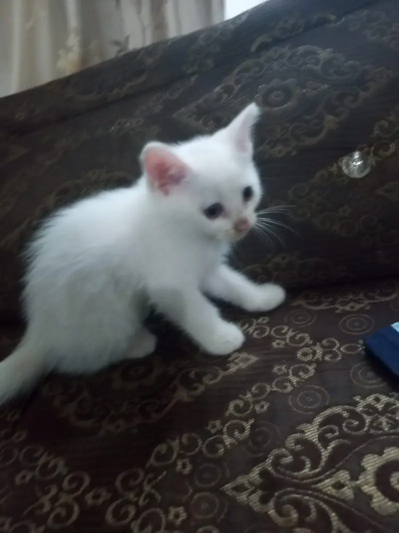 Persian double coated — photo 3