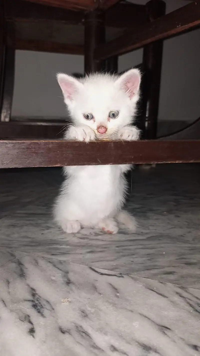 Persian double coated — photo 4