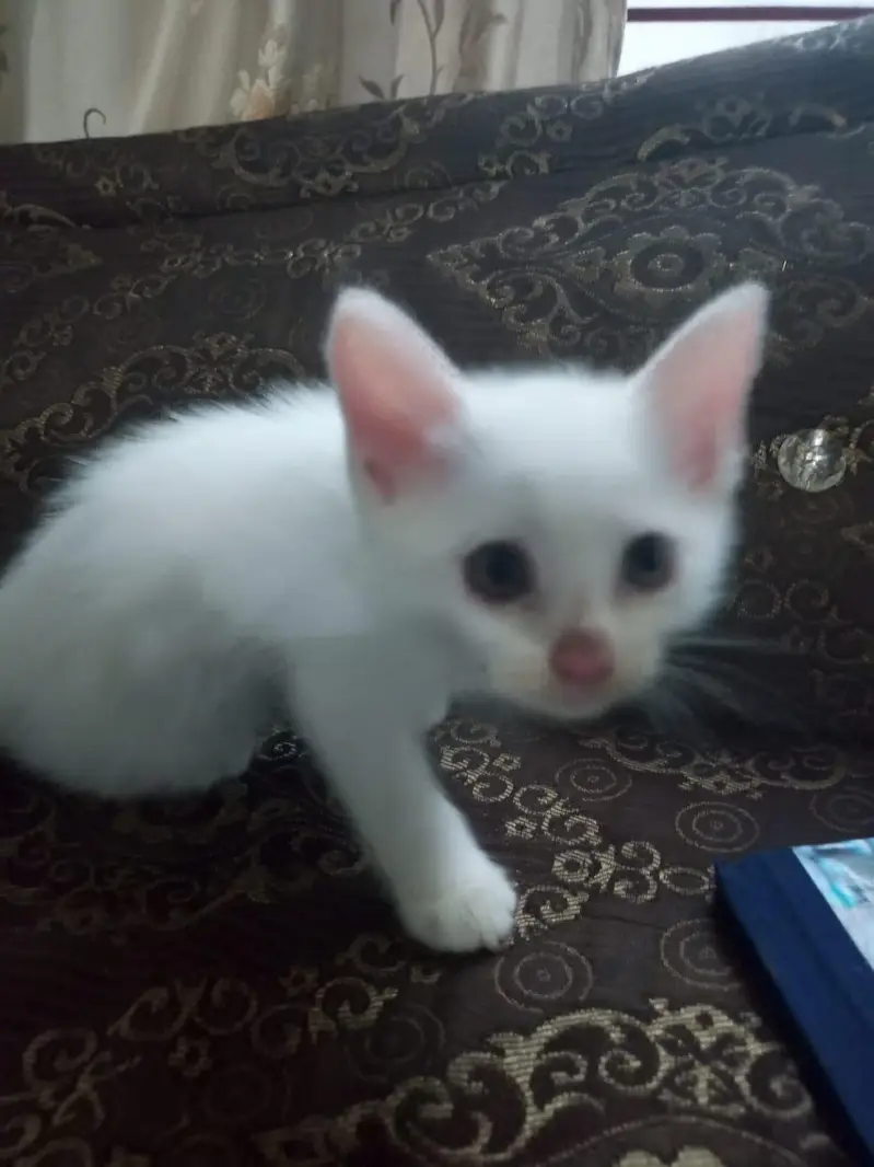 Persian double coated — photo 5