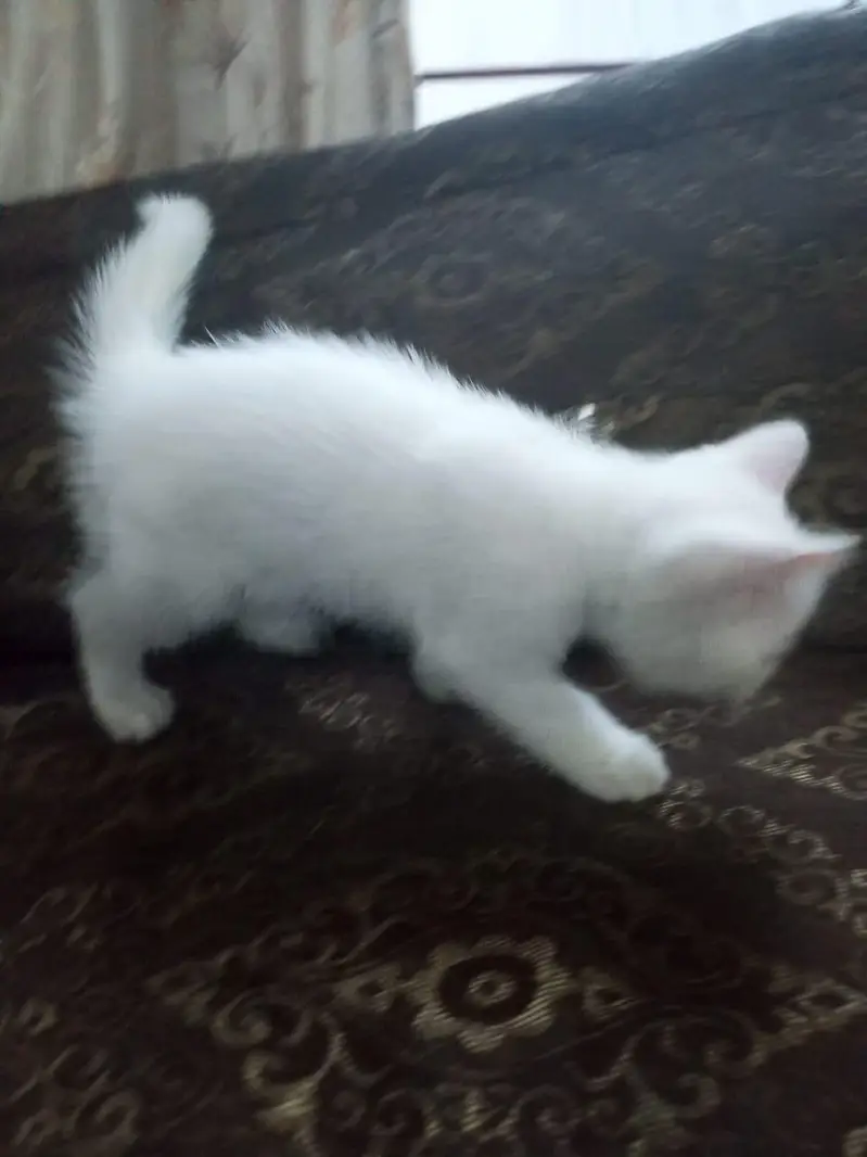 Persian double coated — photo 6