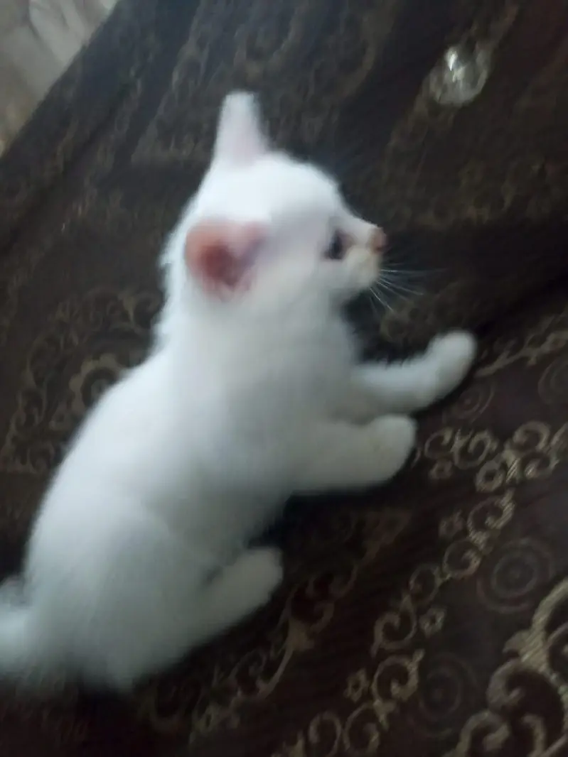 Persian double coated — photo 7