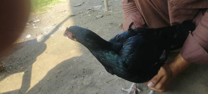 aseel hen murghi black