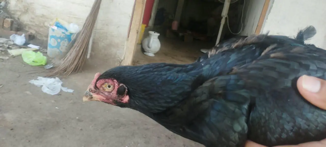 aseel hen murghi black — photo 2