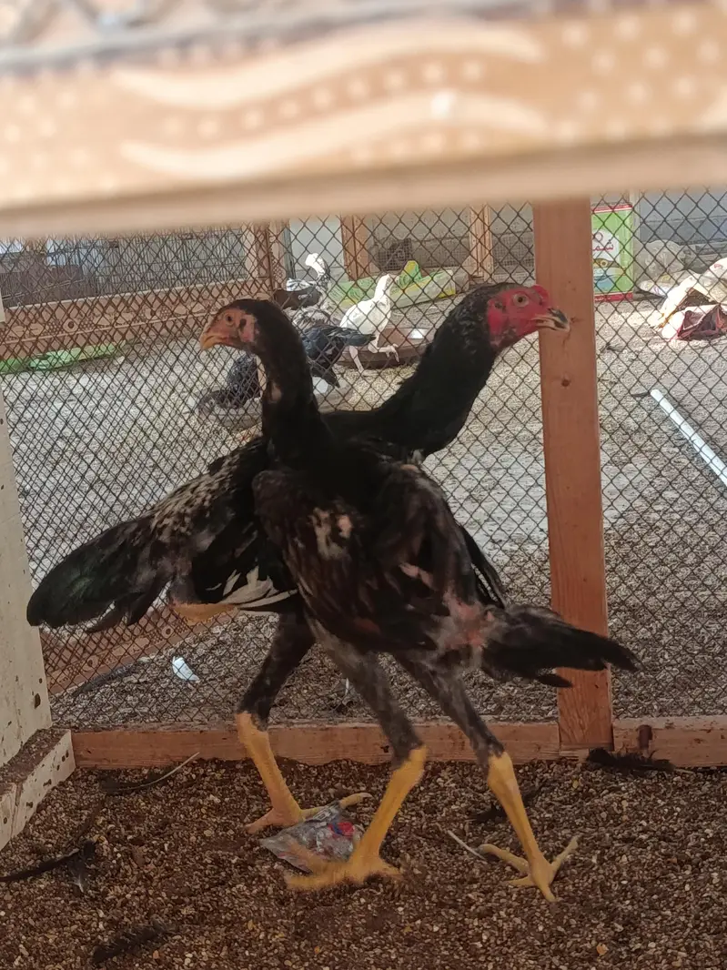 Aseel Shamo pair — photo 2