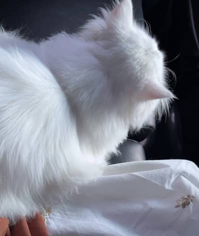White Triple-Coated Persian Cat for Sale