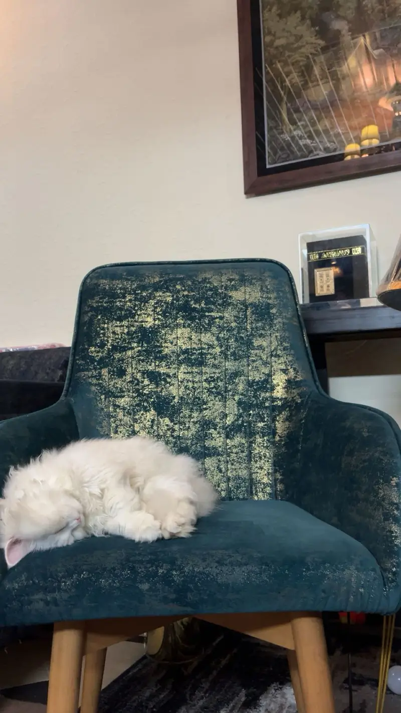 White Triple-Coated Persian Cat for Sale — photo 2