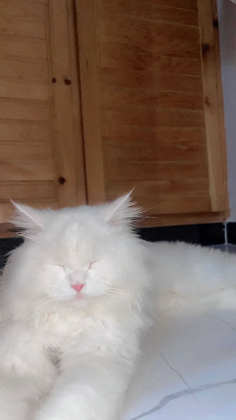 White Triple-Coated Persian Cat for Sale — photo 4
