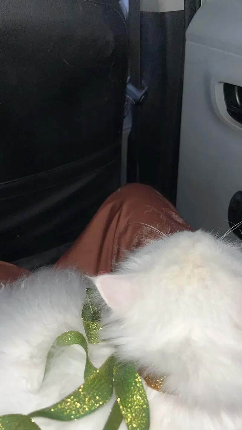 White Triple-Coated Persian Cat for Sale — photo 5