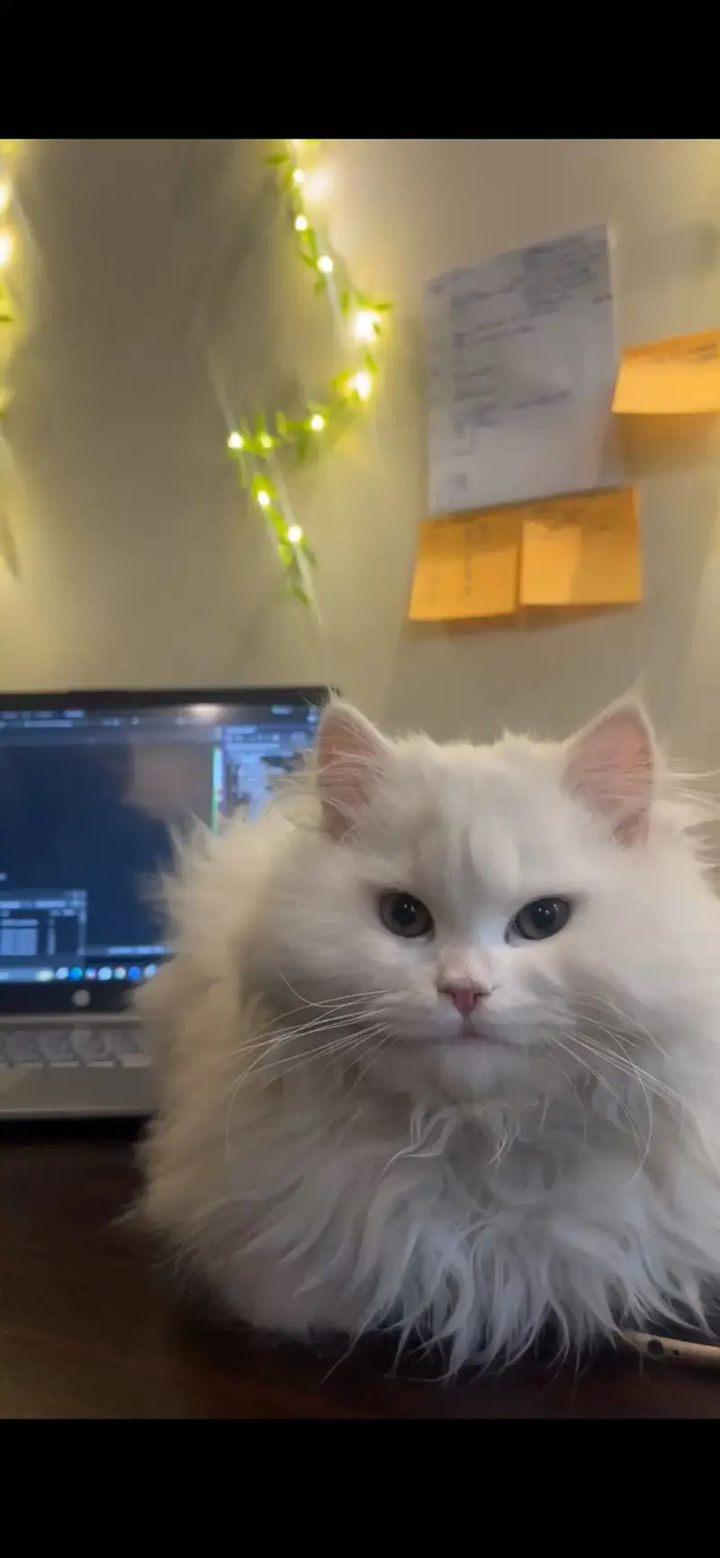 White Triple-Coated Persian Cat for Sale — photo 6