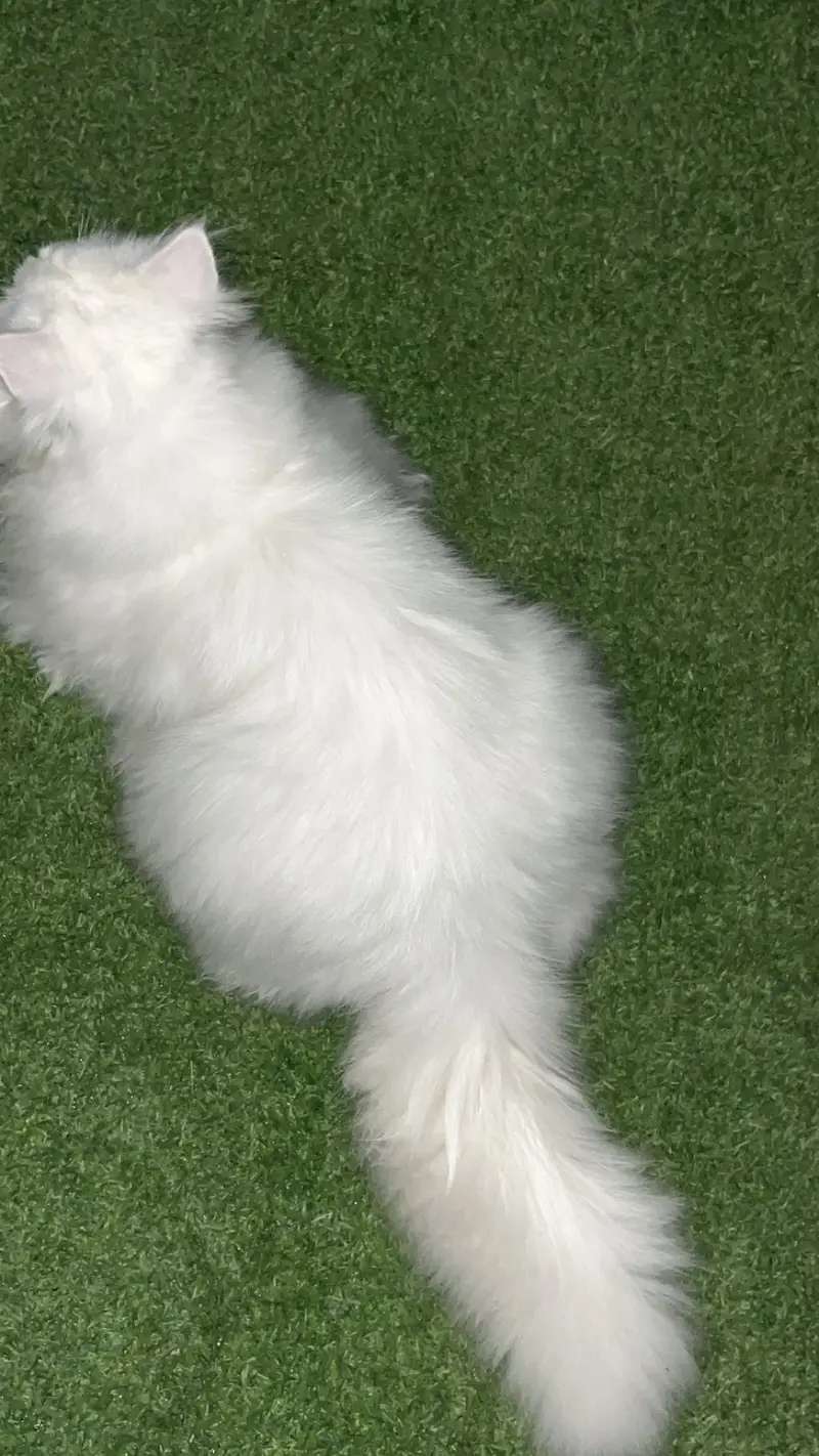 White Triple-Coated Persian Cat for Sale — photo 7