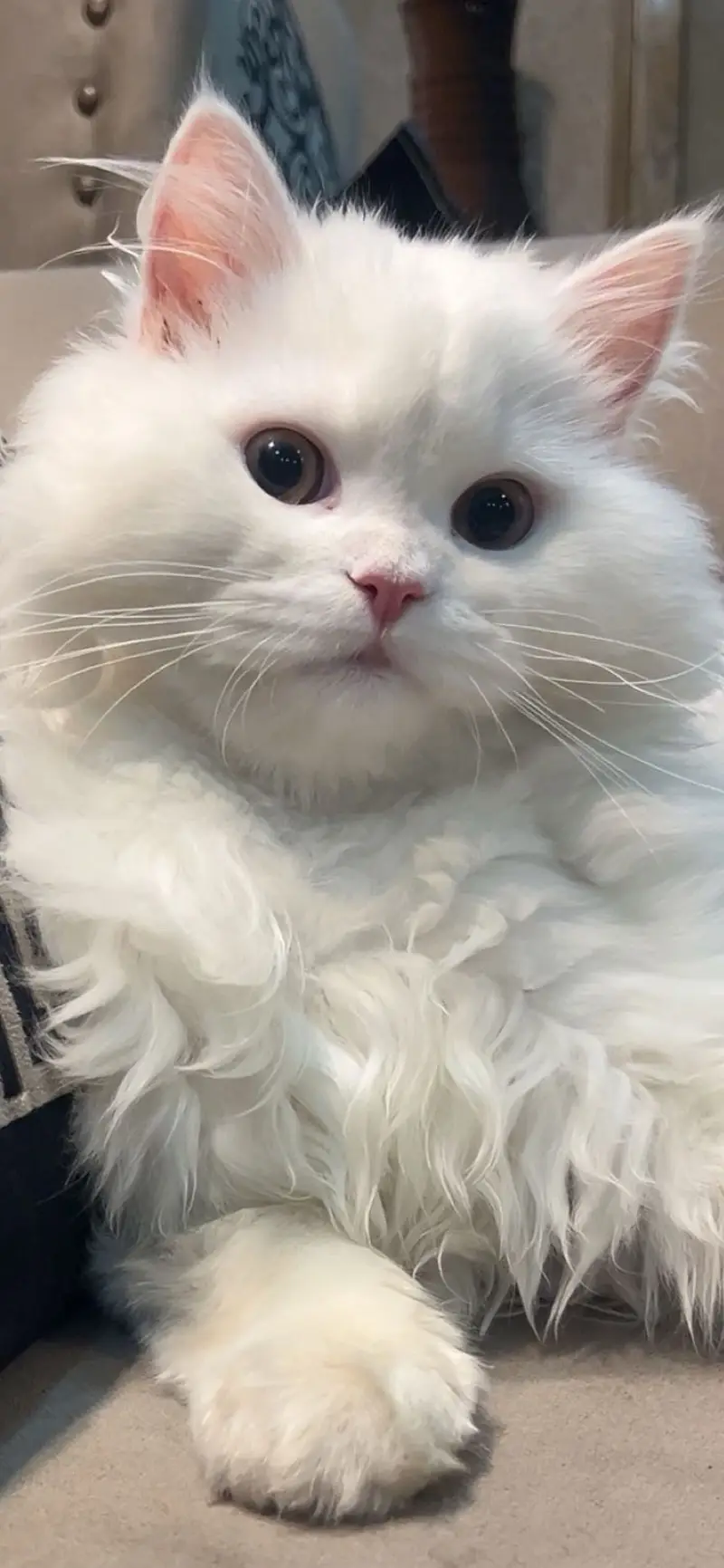 White Triple-Coated Persian Cat for Sale — photo 8