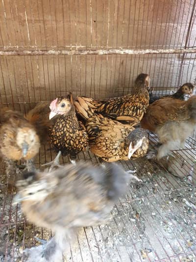 golden sebright, silki