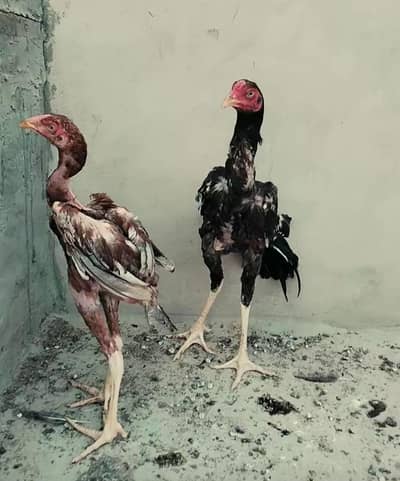 Pakistani aseel chicks, patha, pathiya