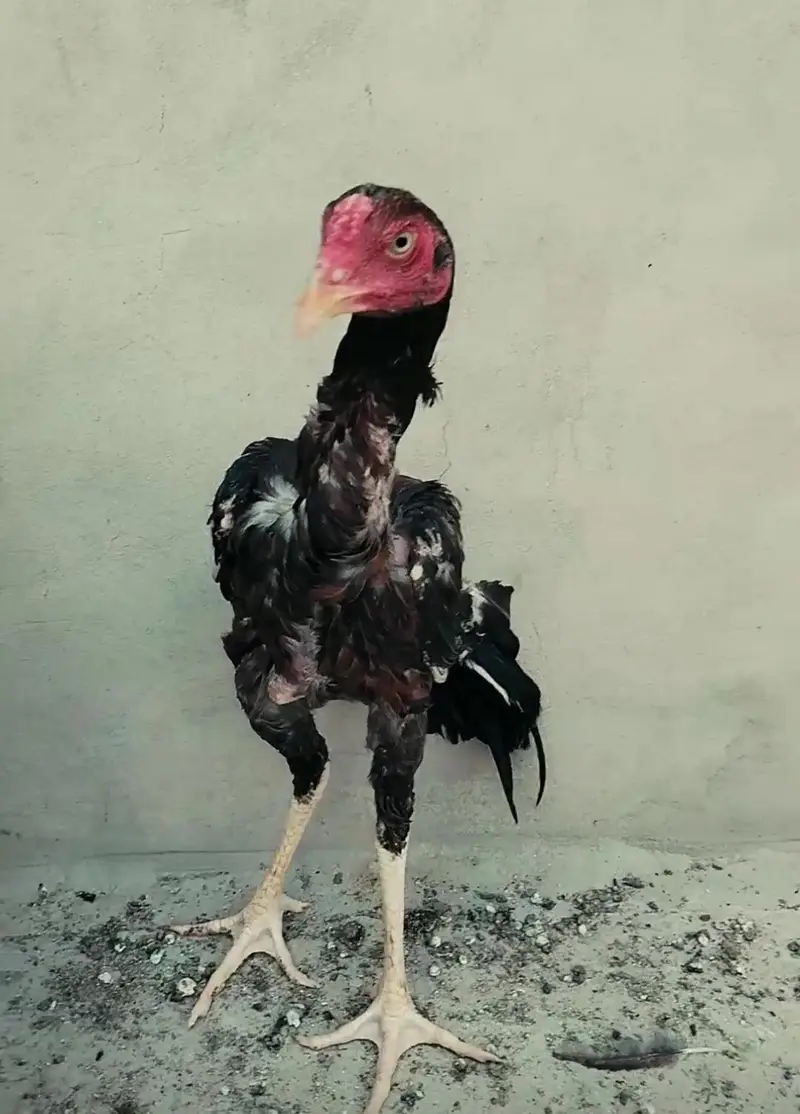 Pakistani aseel chicks, patha, pathiya — photo 2