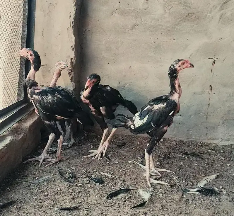 Pakistani aseel chicks, patha, pathiya — photo 4