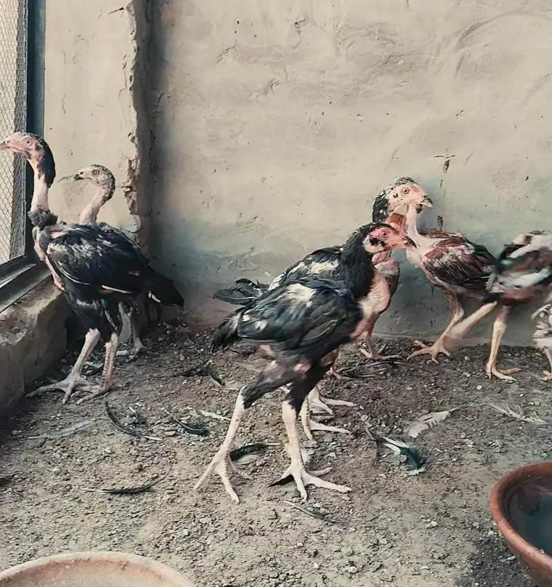 Pakistani aseel chicks, patha, pathiya — photo 5