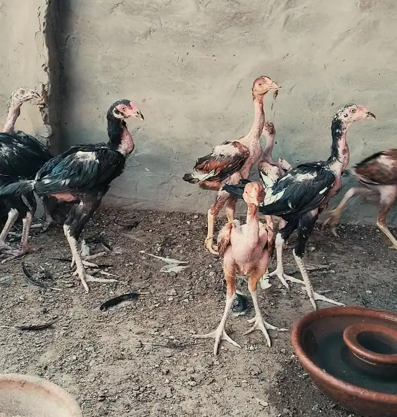 Pakistani aseel chicks, patha, pathiya — photo 6