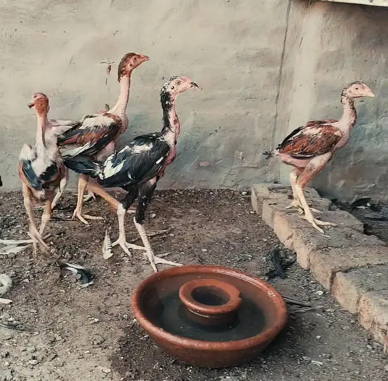 Pakistani aseel chicks, patha, pathiya — photo 7