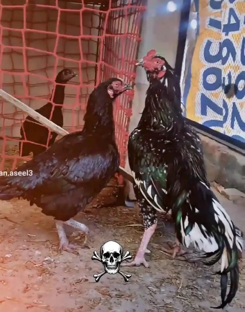Pakistani aseel chicks, patha, pathiya — photo 8