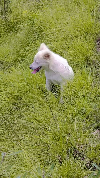 exchange with German shepherd or afghan kuchi