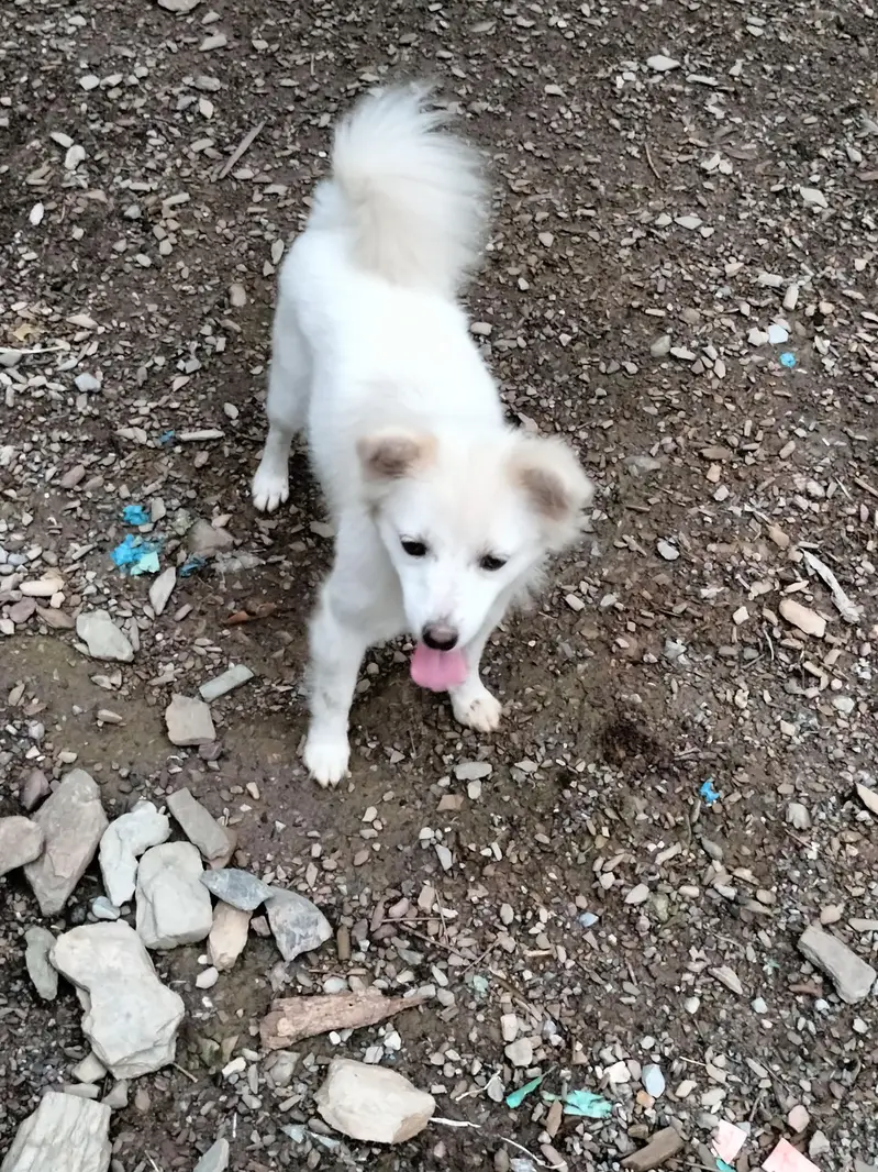 exchange with German shepherd or afghan kuchi — photo 2