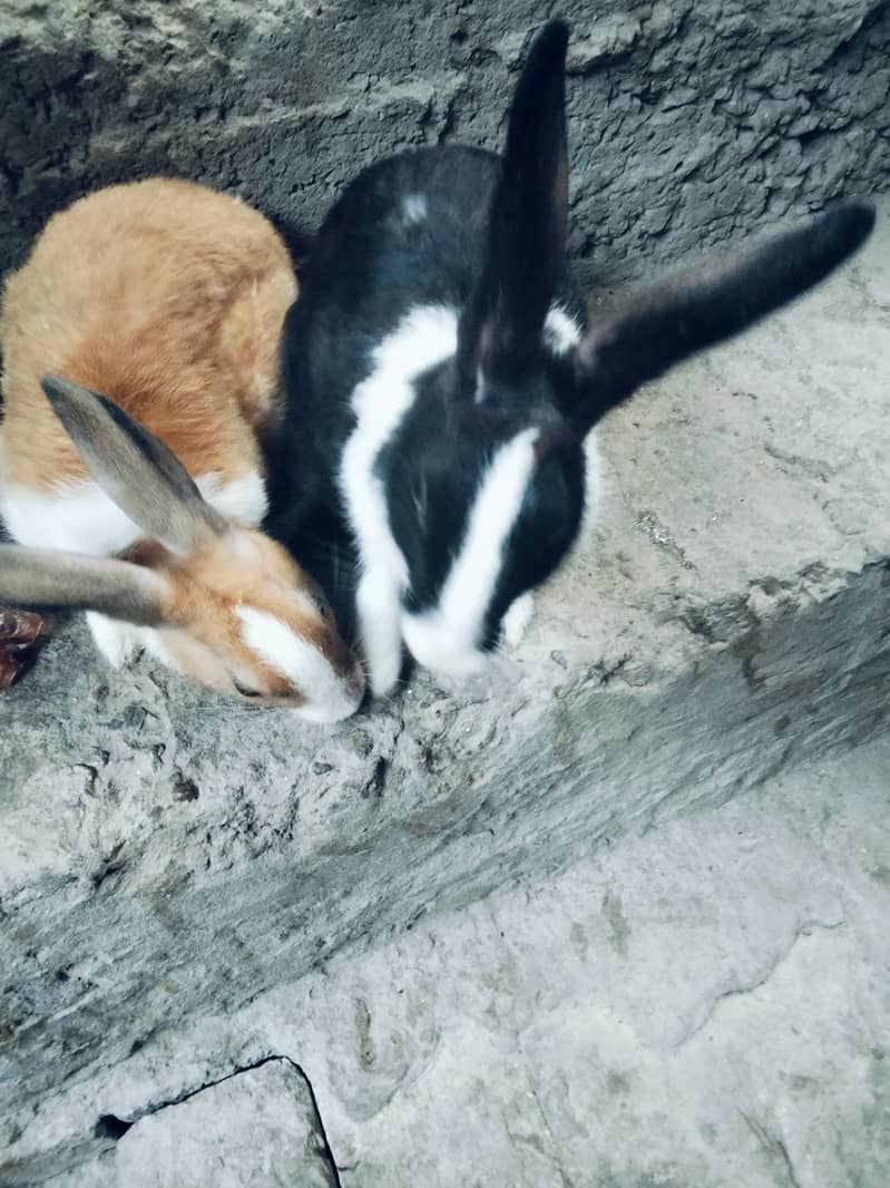yang piar 0