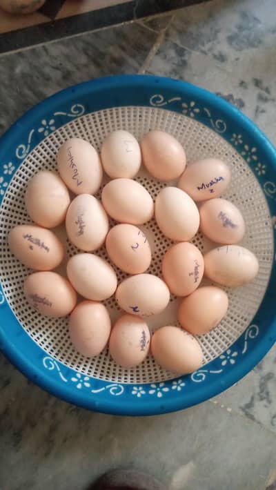 Aseel fertile eggs