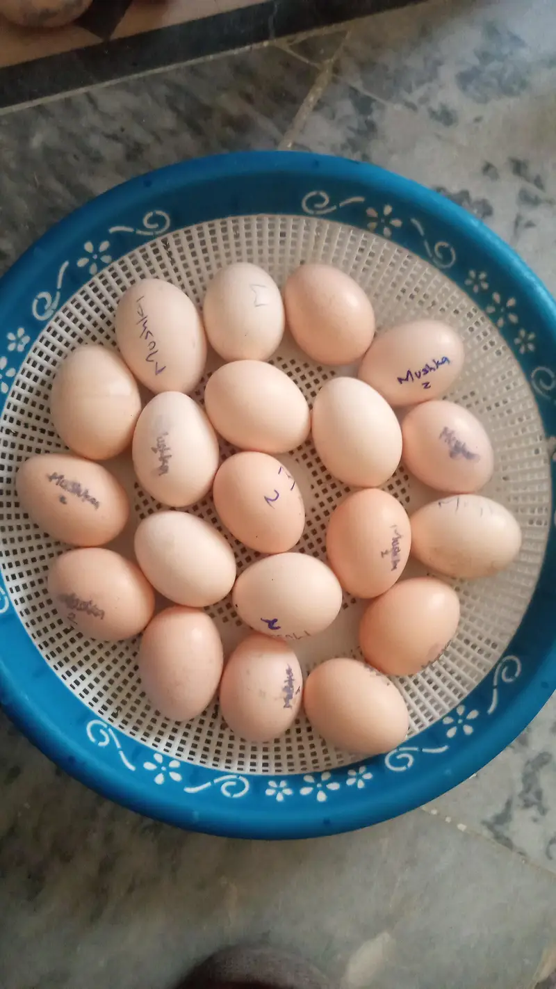 Aseel fertile eggs
