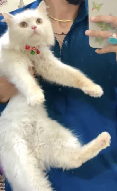 Cat name vicky