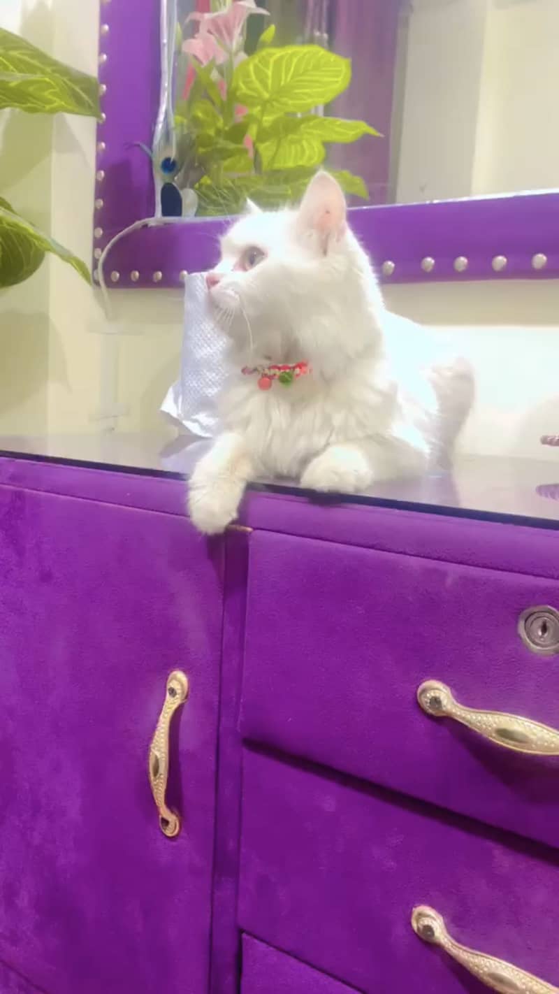 Cat name vicky 1