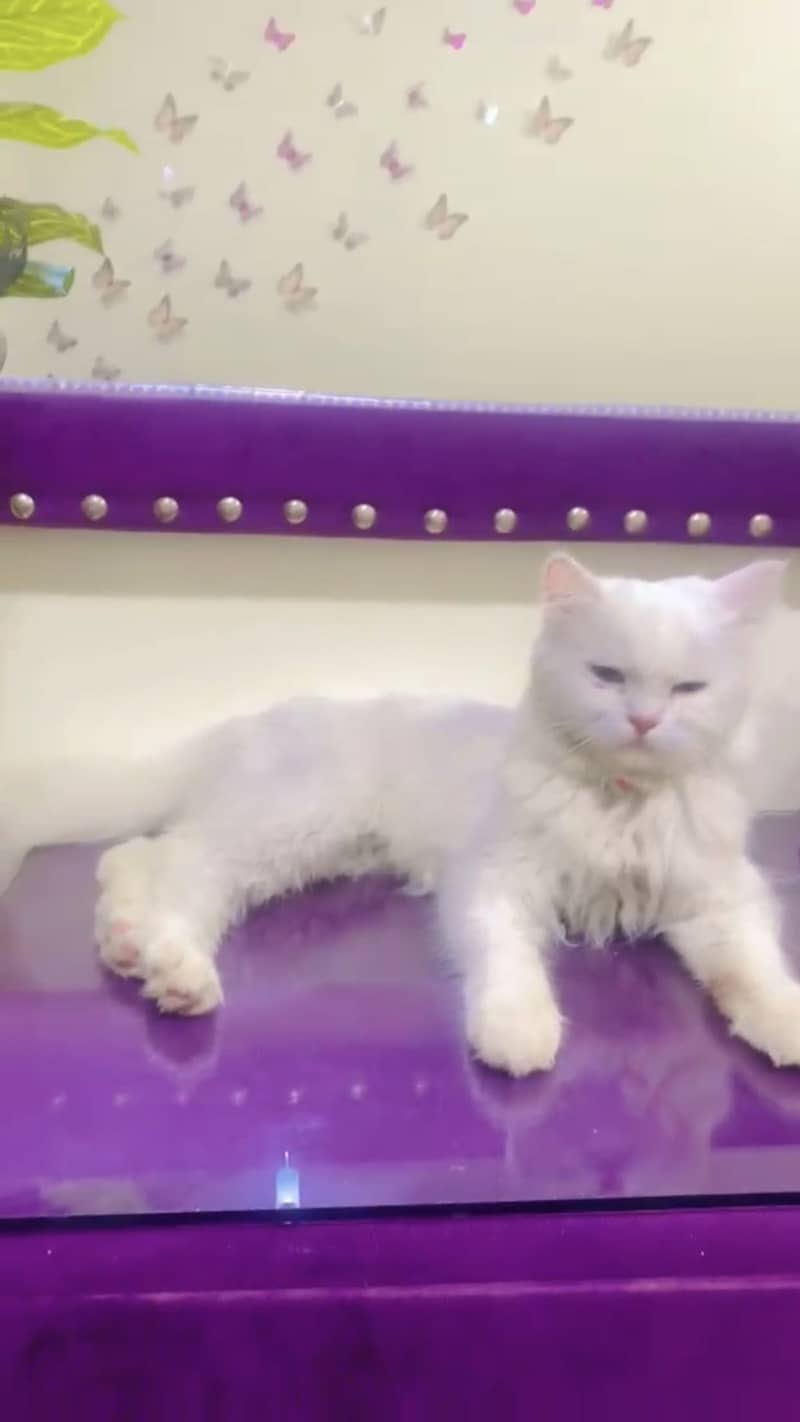 Cat name vicky 2