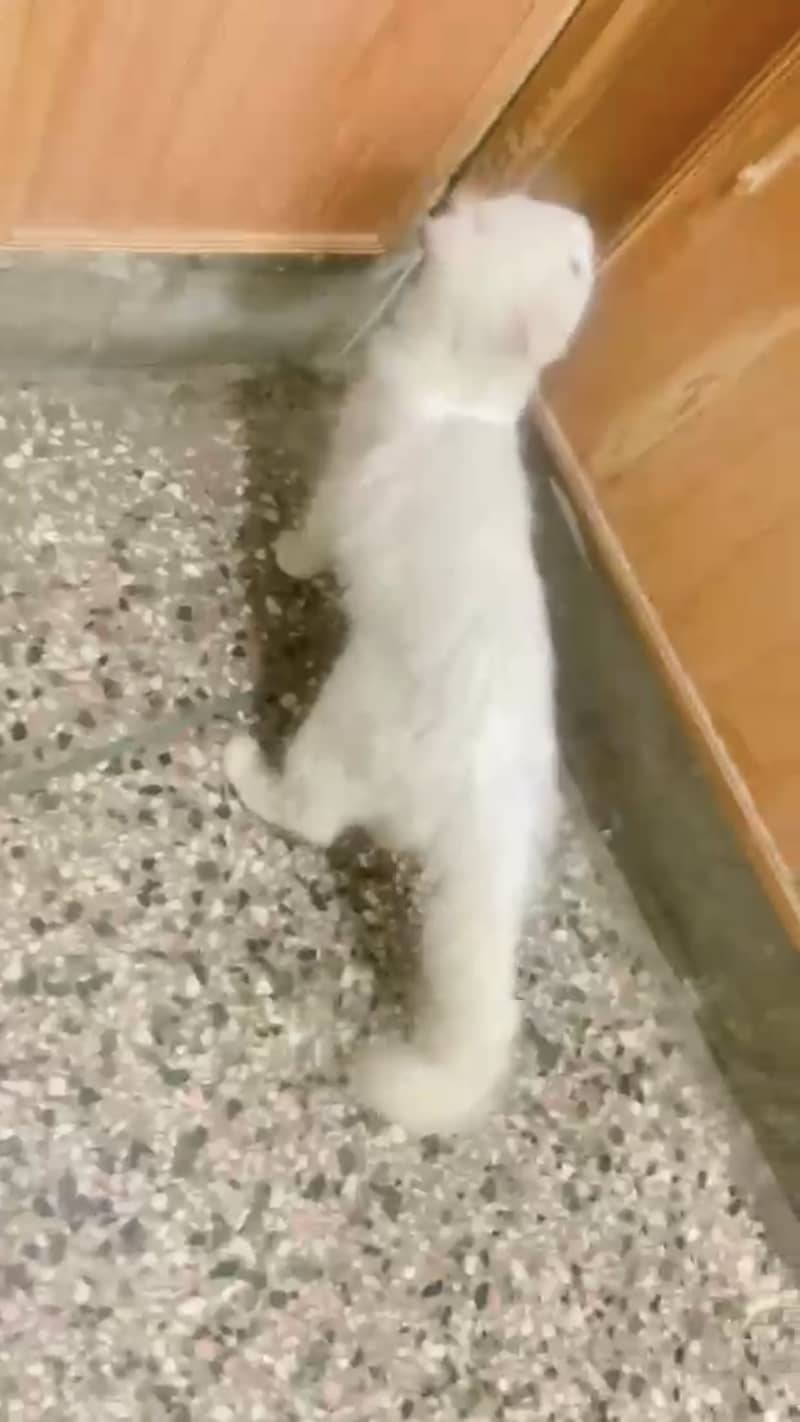 Cat name vicky 3