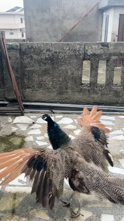Indian blue shoulder male available