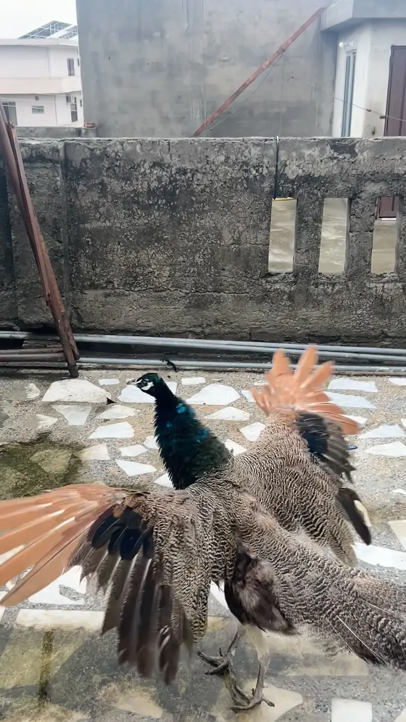 Indian blue shoulder male available