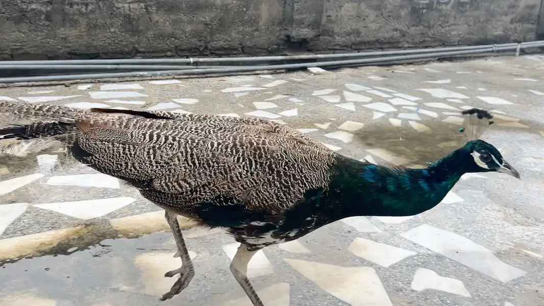 Indian blue shoulder male available — photo 4