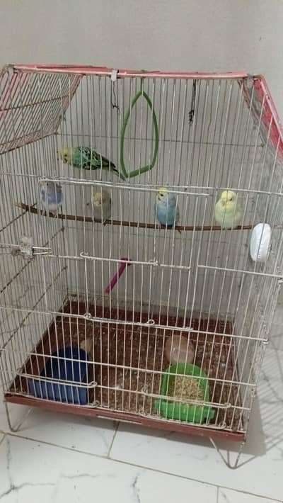 healthy budgies