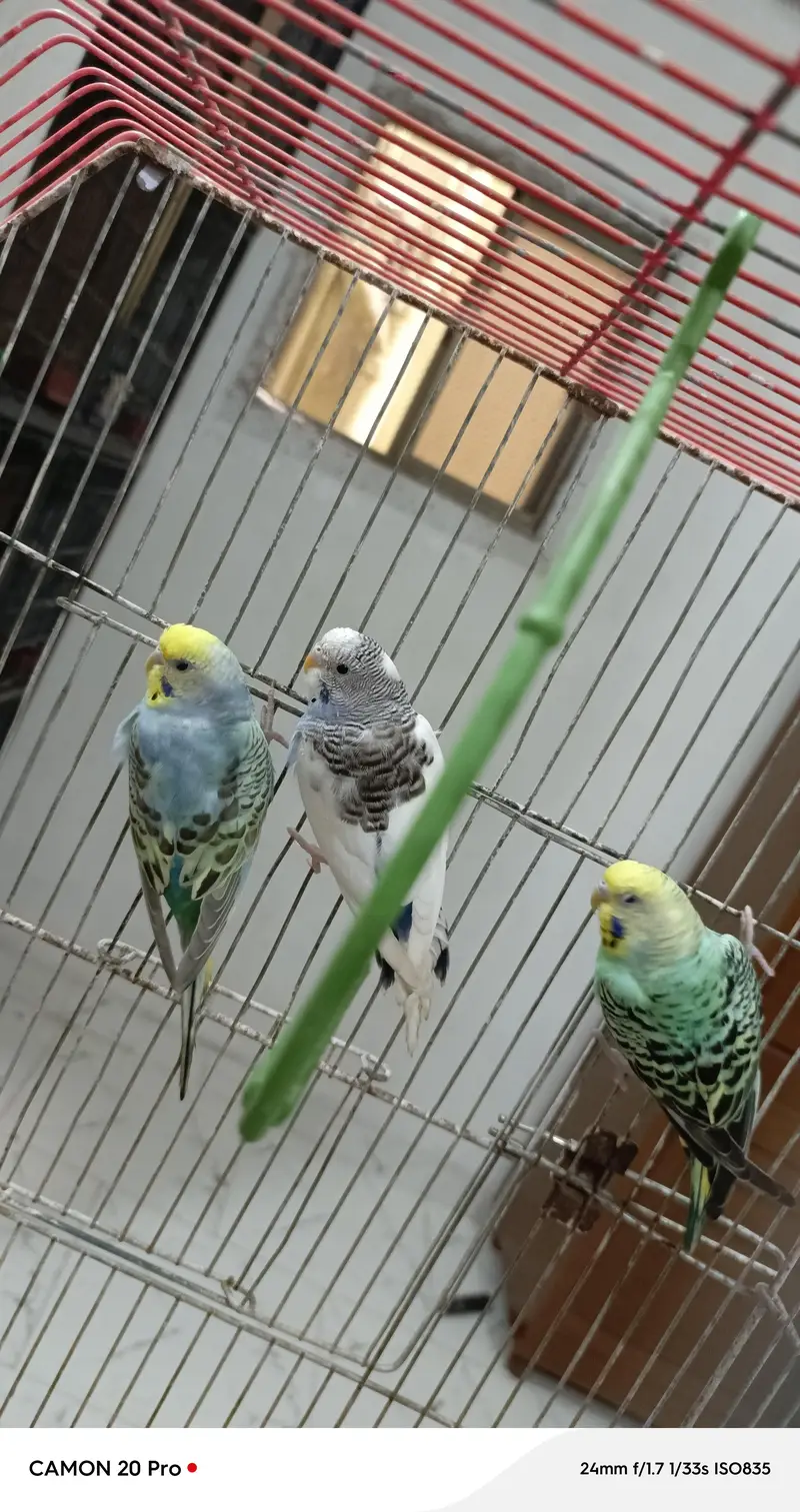 healthy budgies — photo 2