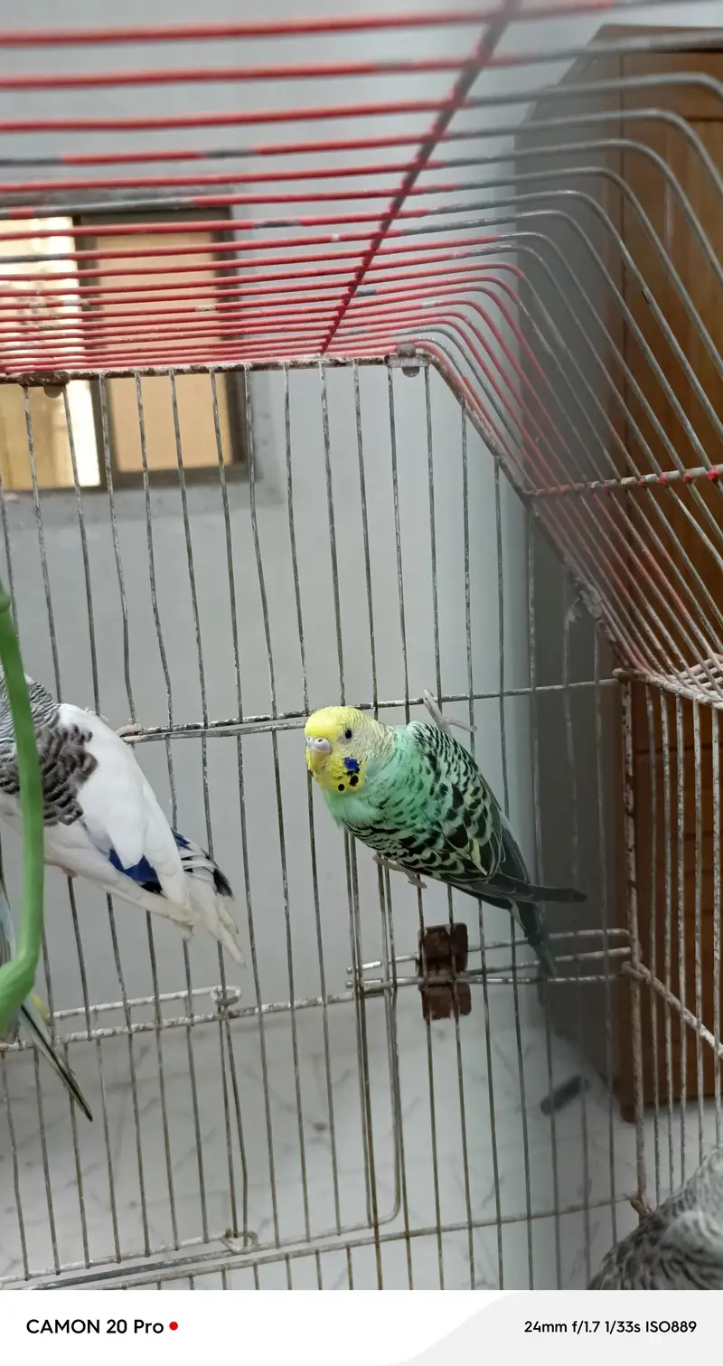 healthy budgies — photo 3