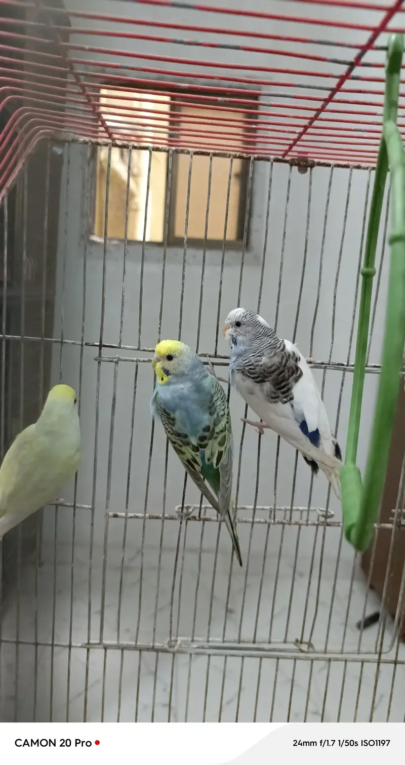 healthy budgies — photo 4
