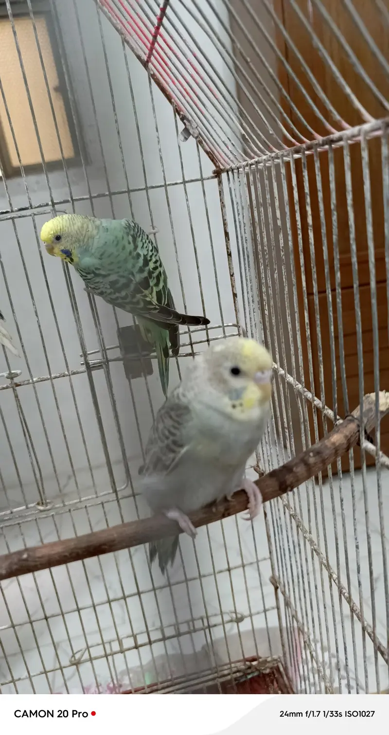 healthy budgies — photo 5