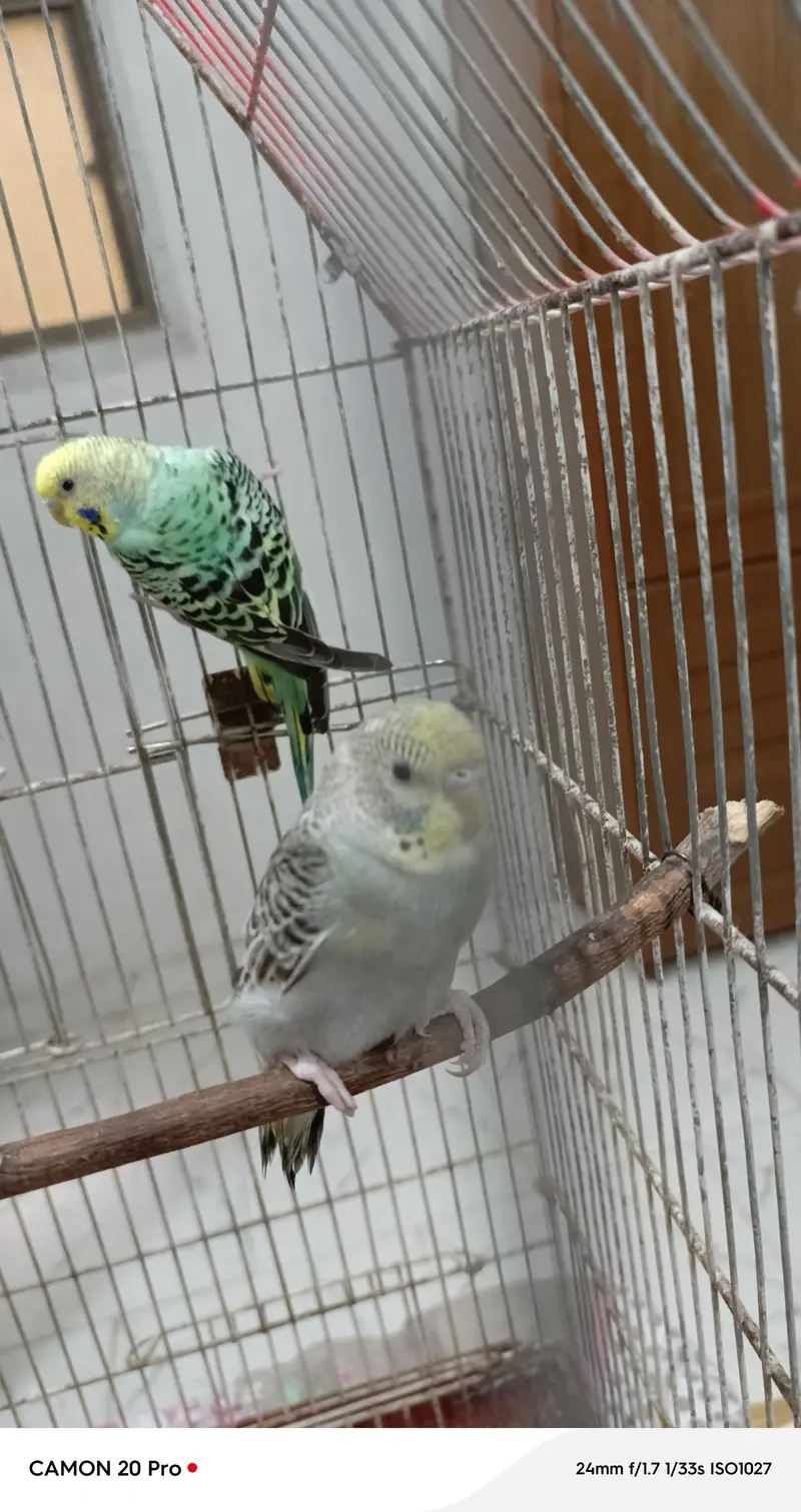 healthy budgies — photo 6