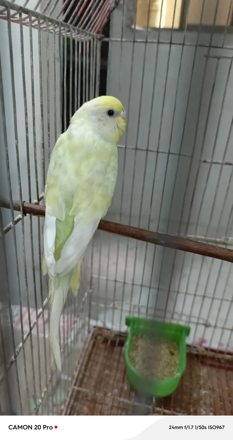 healthy budgies — photo 7