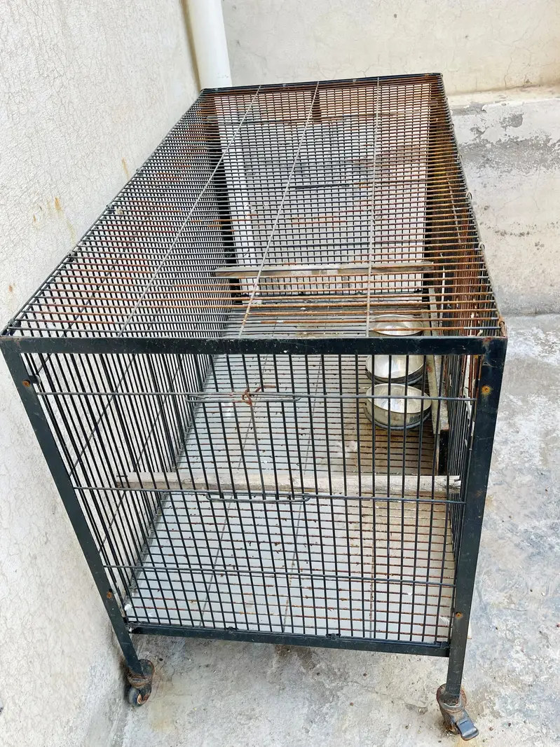 Iron Cage For Grey parrots — photo 2