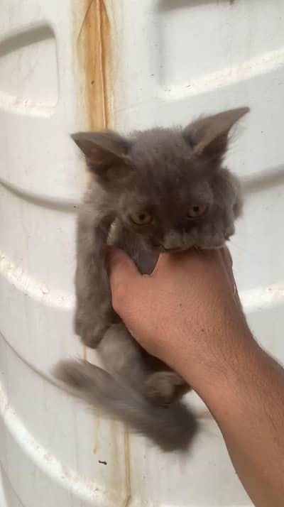 Persian kittens