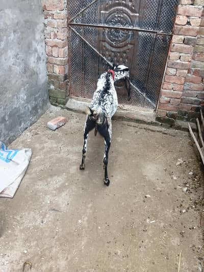 big size  female makhichini fist timer cros