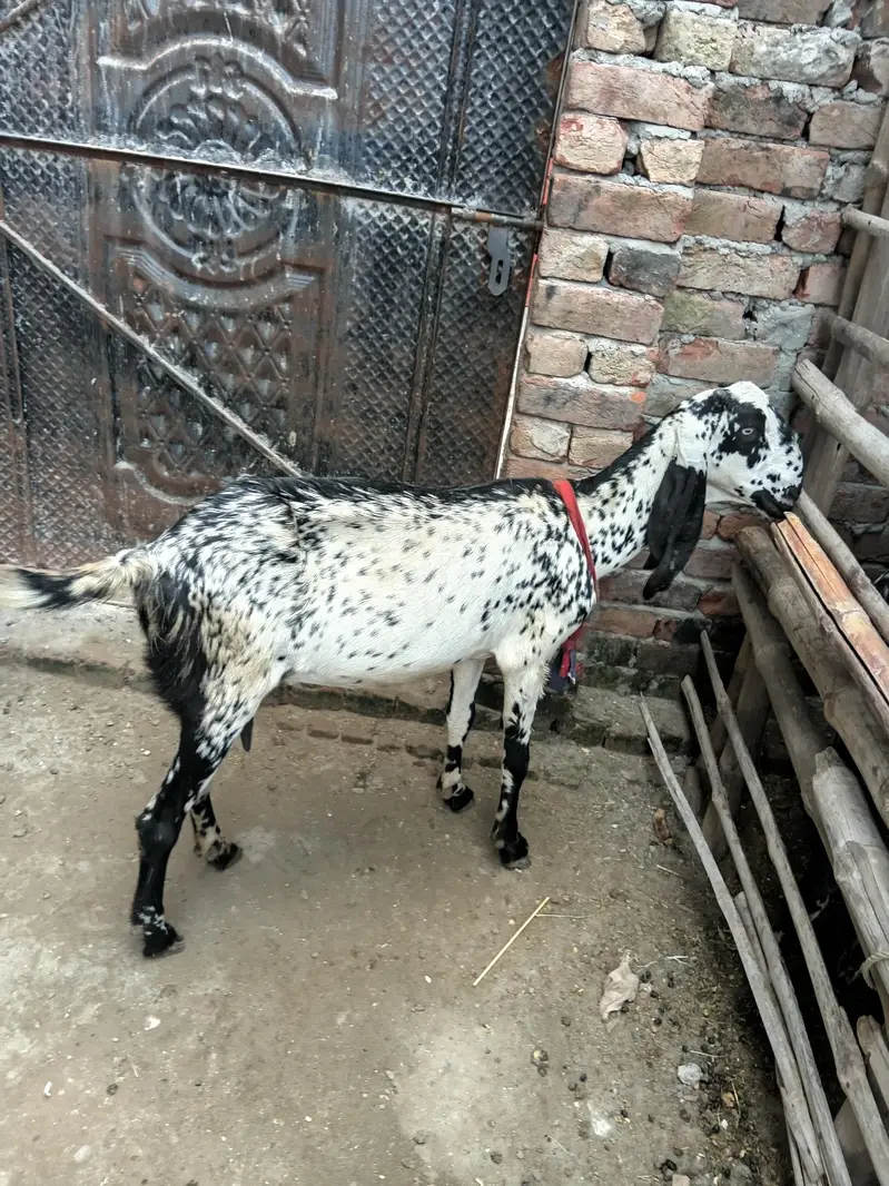 big size  female makhichini fist timer cros — photo 2