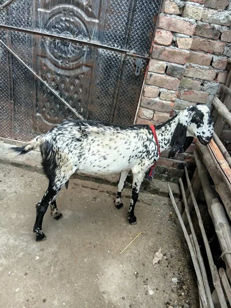 big size  female makhichini fist timer cros — photo 3