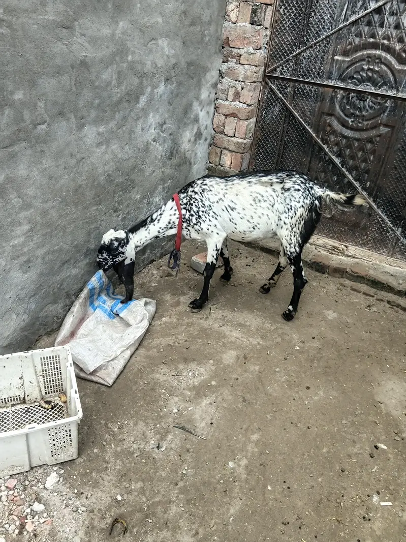 big size  female makhichini fist timer cros — photo 4
